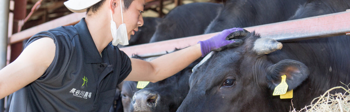 Person interacting with a cow in a barn setting