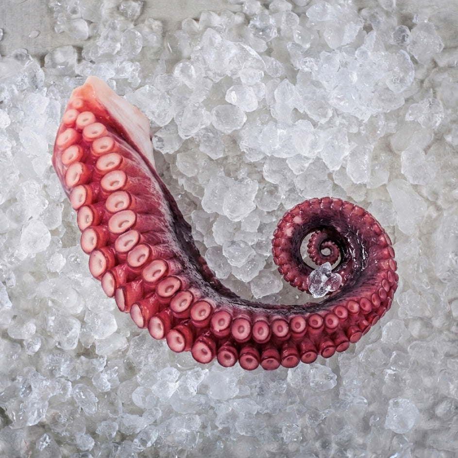 Octopus Tentacle