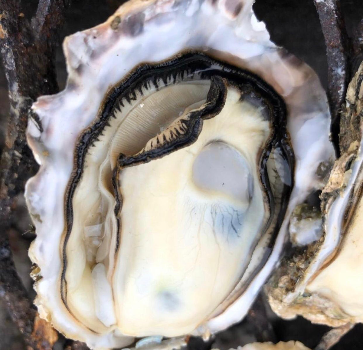 Sakoshi Bay Oysters