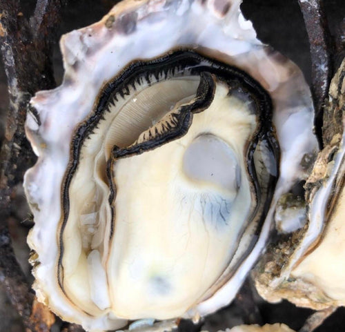 Sakoshi Bay Oysters